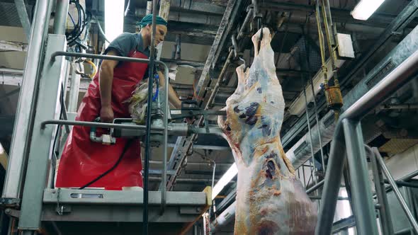 Slaughterhouse Worker Is Cutting Meat Carcass with a Saw