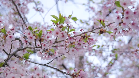 Looking up at cherry blossom branches with natural pink flower blooms during springtime