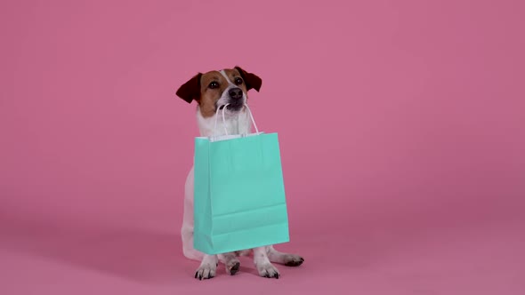 The Jack Russell Terrier Dog Sits with a Blue Paper Bag in His Teeth Then Jumps Up and Runs Away