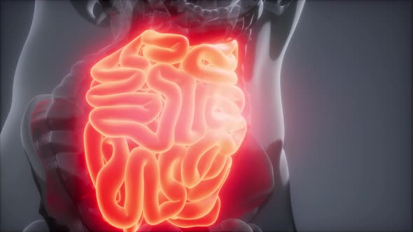 Human Small Intestine Radiology Exam alt