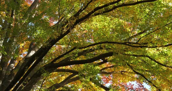 Japanese zelkova known as Japanese elm or keyaki