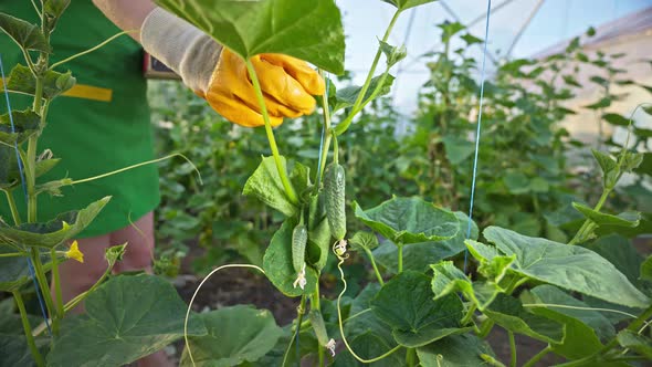 Woman picks cucumbers in a greenhouse. organic growing business