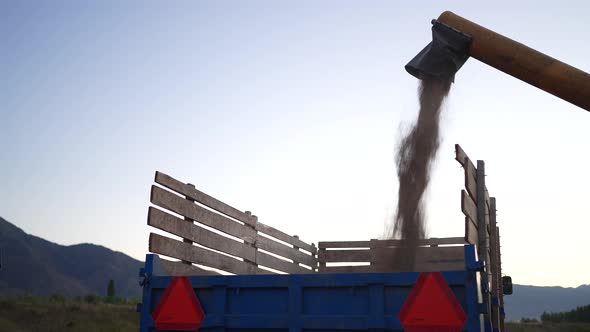 Combiner harvesting the wheat field