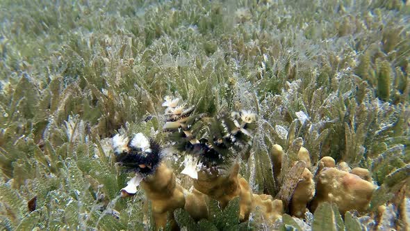 Christmas Tree Worm