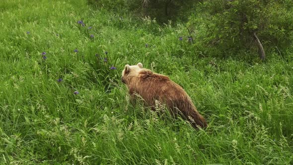 Kamchatka Brown Bear Walks Through Tall Green Grass in Search of Food