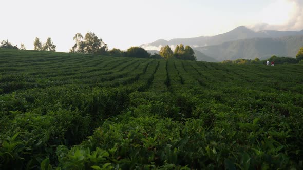 Tea Plantation in the Mountains During the Day