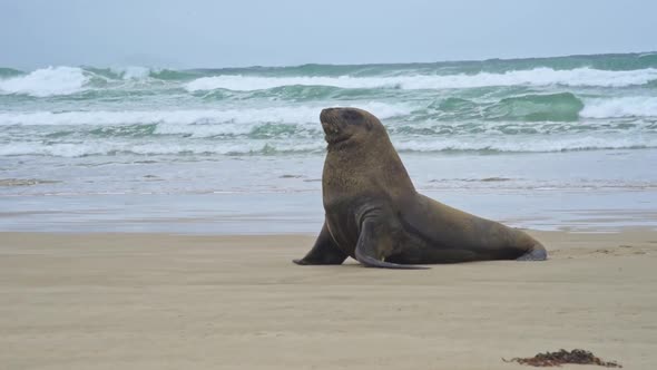 Male New Zealand Sea Lion sitting on a sandy beach. Turquoise waves breaking in the background.