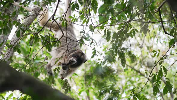 Female folivorous black howler, alouatta caraya with golden fur, hanging upside down from tree, grab