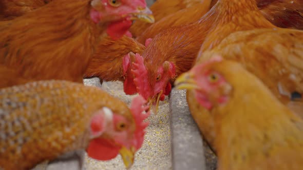 Chickens eating grains on range farm.