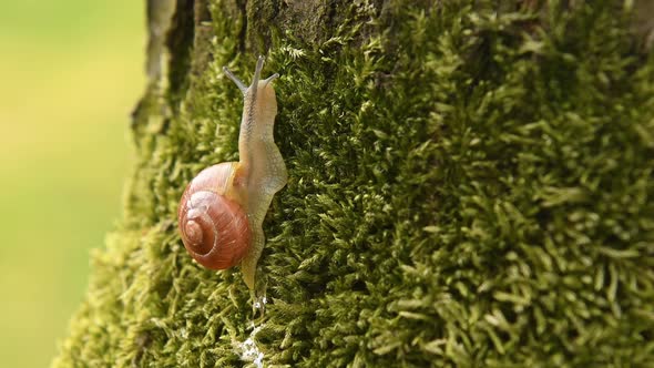 Snail