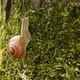 Snail - VideoHive Item for Sale