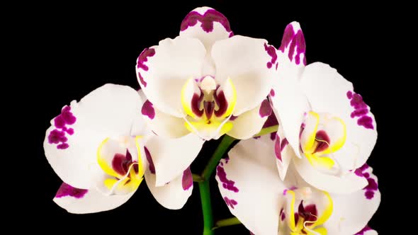 Blooming White Orchid Phalaenopsis Flower