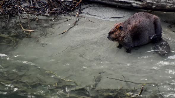 A North American Beaver scratches itself on the bank of the Skagit River in Washington State.