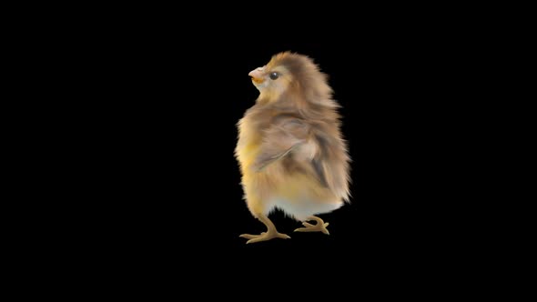 14 Baby Chicks Dancing HD