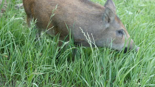 Wild boar walking in grass