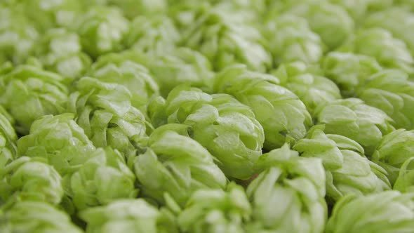 Fresh Hop for Beer