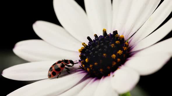 Macro Shot Of A Ladybug