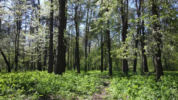 Green Forest During the Day Aerial View