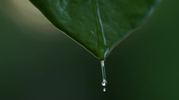 Water Drops on a Leaf 114