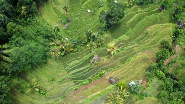 Indonesia rice terraces field Aerial view taken from drone camera. can be used for the promotion of