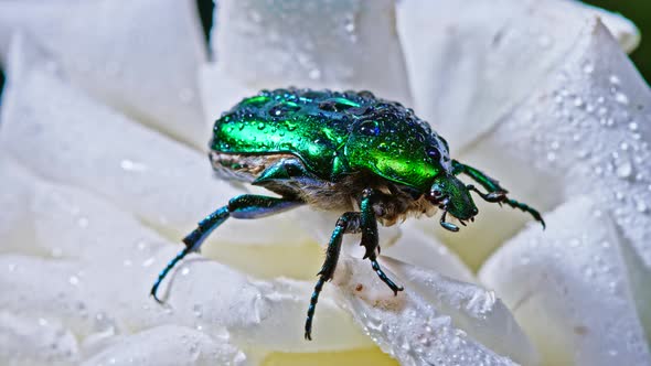 Close-up View of Green Rose Chafer - Cetonia Aurata Beetle on White Flower of Peony. Amazing Emerald