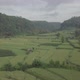 Flying Over Ricefield in Bali - VideoHive Item for Sale