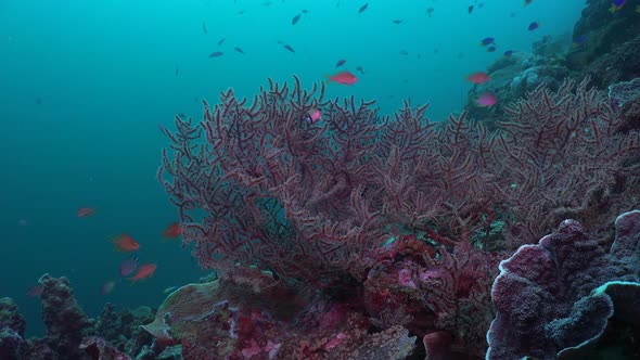 Coral Reef with soft-and hard corals and reef fishes from the Philippines