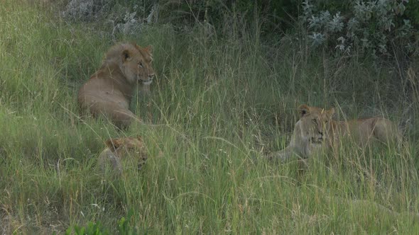 Lion and two lionesses lying on the grass