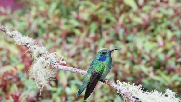 Costa Rica Lesser Violetear Hummingbird (colibri cyanotus) Close Up Portrait of Flying Bird Landing