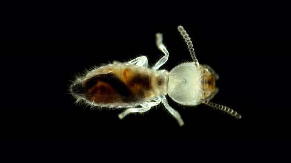 Termite (Isoptera) Reticulitermes Speratus Under a Microscope, Family Rhinotermitidae