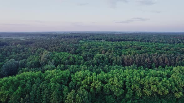 Top Down View of Summer Forest