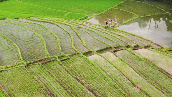 Aerial view of Asian rice paddies with various stages of planting on a clear bright day