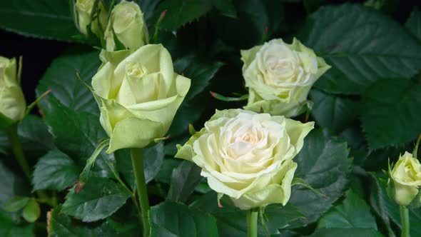 Timelapse of White Roses Grows Blossoms from Buds to Big Flowers on Green Leaves Background