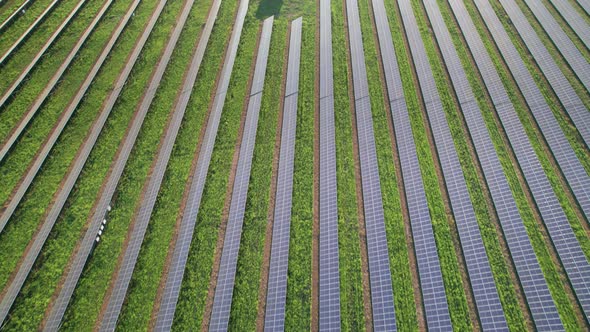 Aerial View Solar Power Station on Green Field at Sunset Solar Panels in Row