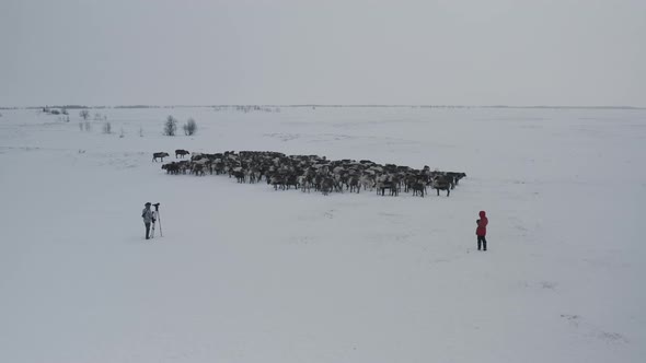 Photographers Photograph Deer in the Wild at the North Pole in the Arctic