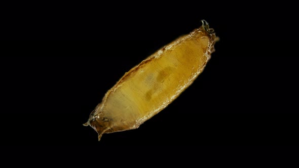 Pupa of Fruit Fly Drosophila Melanogaster Under a Microscope Order Diptera