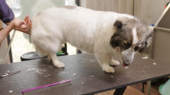 Corgi Dog Getting Groomed at Salon