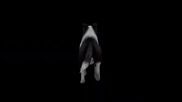 Sheep Dog Walk View From Back alt