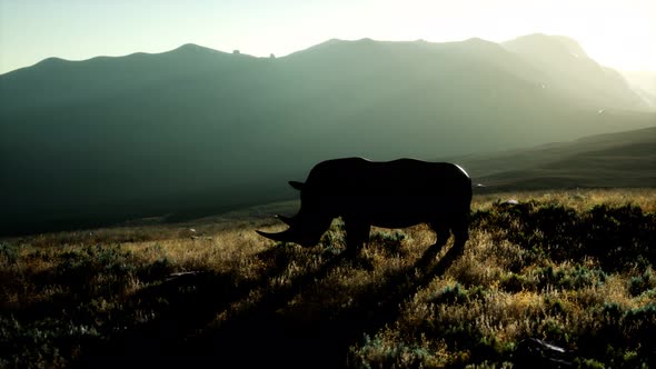 Rhino Standing in Open Area During Sunset