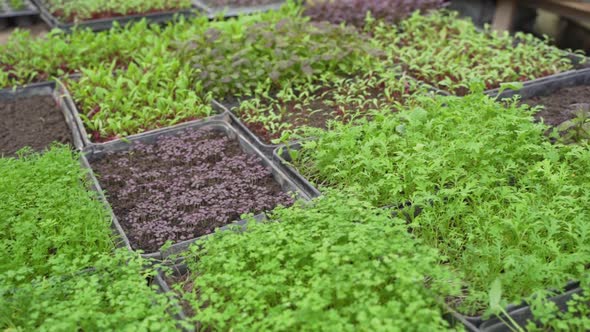 Herbs in Greenhouse