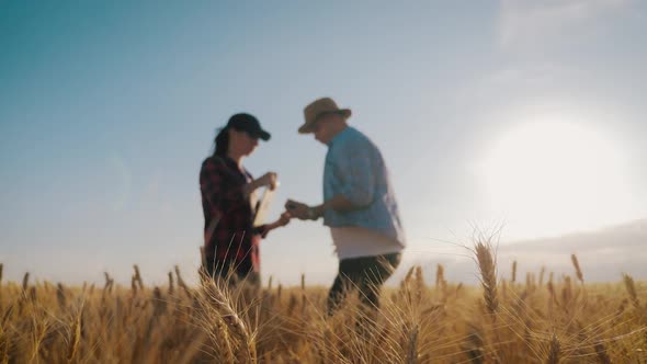 Two Farmers Talking in a Wheat Field Against Blue Sky. Team Farmers Stand in a Wheat Field with