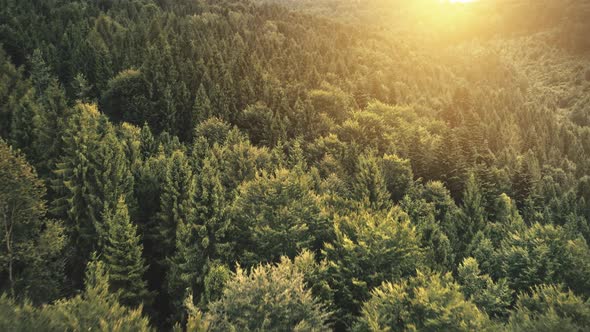 Sun Shines on Foliage Trees in Forest on Mountain Aerial