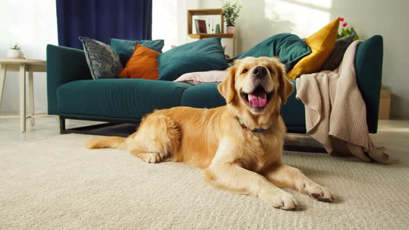 Golden Retriever Closeup