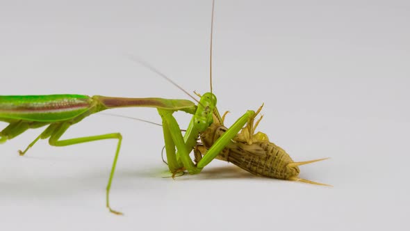 Praying Mantis feeding on a Cricket