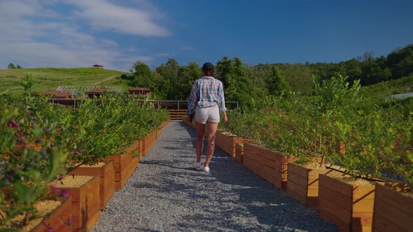 Woman Farmer Inspecting Farmland with Planted Blueberries