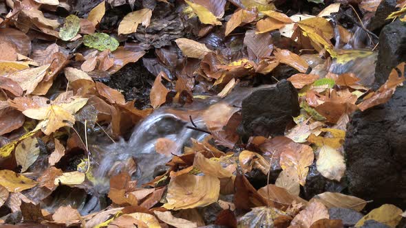 Little Rivulet Through Dry Leaves in Autumn