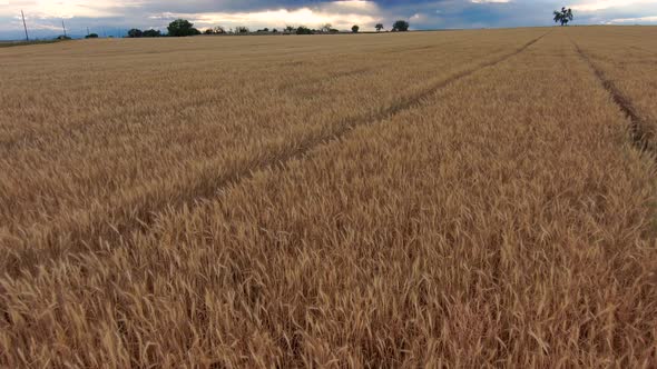 A low level flight above golden wheat fields during a cloudy sunset.  America's breadbasket at it's