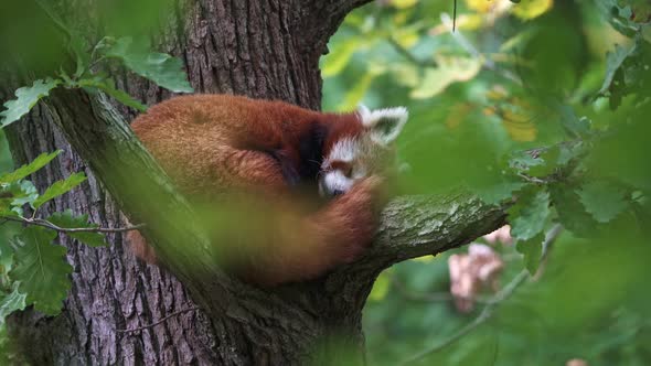 Red panda (Ailurus fulgens) on the tree. Cute panda bear in forest habitat.