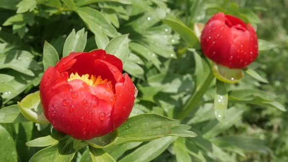 Opened  Paeonia peregrina  flower shallow DOF  4K 2160p 30fps UltraHD footage - Raindrops all over  