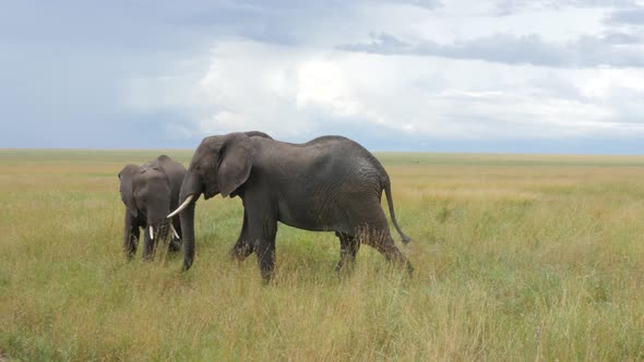 Elephants crossing in Serengeti National Park Tanzania - 4K Ultra HD